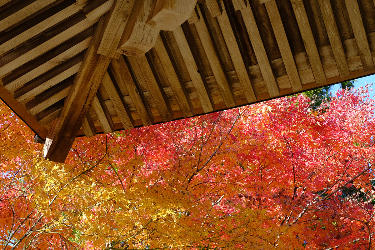 紅葉の瑞栄山楽満寺