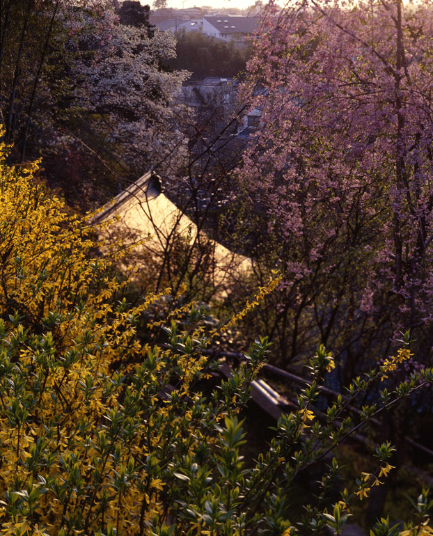 花に埋もれた夕暮れ