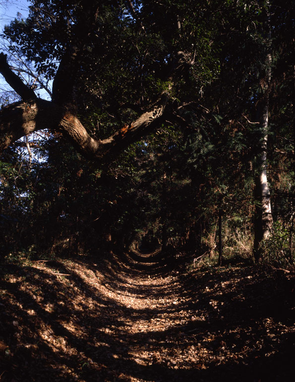 木漏れ日の参道