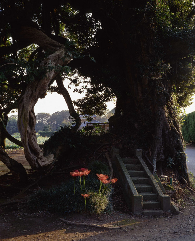 彼岸花咲く姥塚