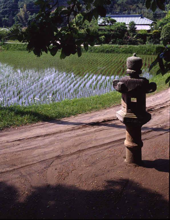 雨上がりの参道