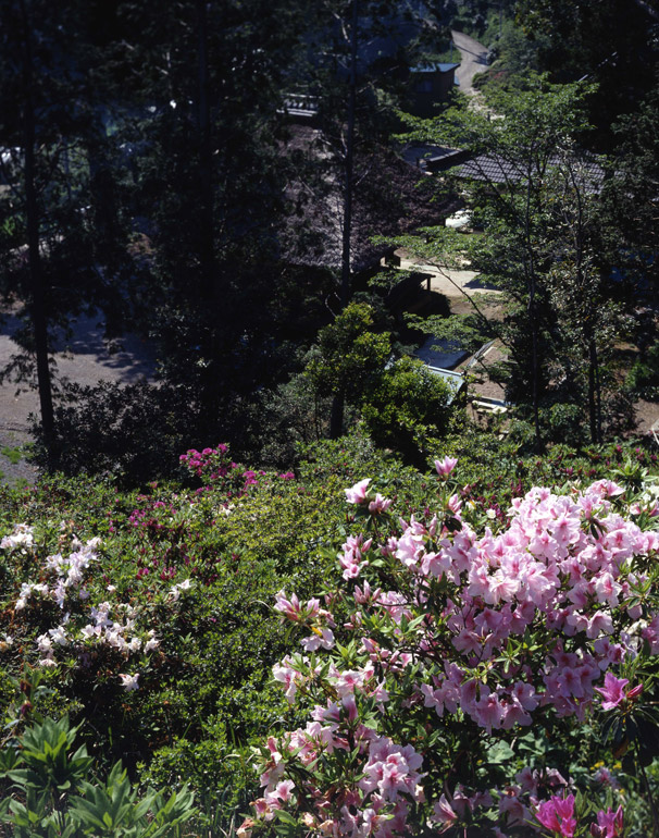 ツツジ咲く境内