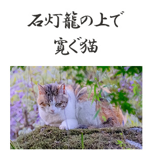 石灯籠の上で寛ぐ猫