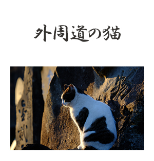 外周道の猫